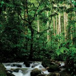 Reichtum an Heilpflanzen in den Regenwäldern Malaysias und Sumatras